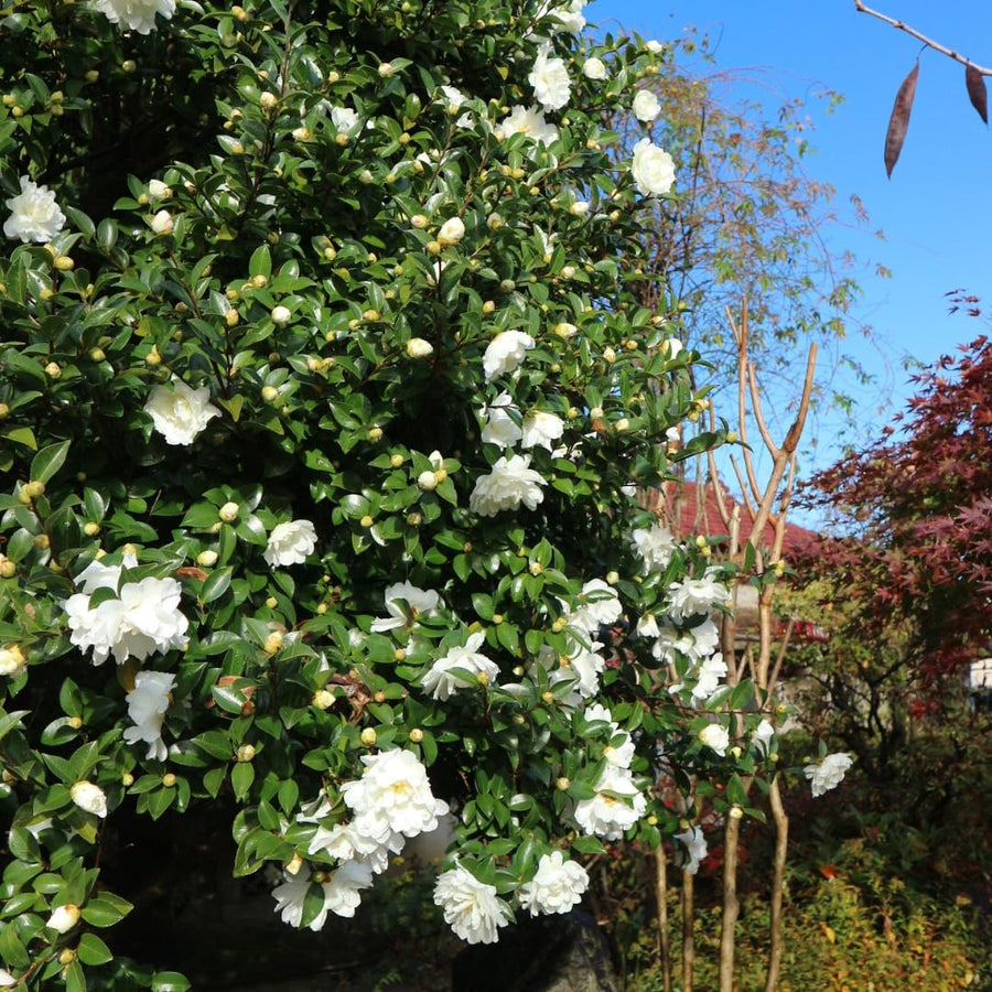 Camellia Plant Live for Outdoor Planting, Camellias Starter in 4'' Pot, Vibrant Ornamental Blooms, 8-12'' Tall (White Camellia)