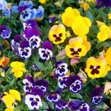Set 2 Pansy Plants Live, Live Pansies Plant, Assorted Flowers, 4-7 Inc Tall, Solid Bloom Pansy, Colorful Pansies Seedling for Ground Cover, Hanging Basket and Container