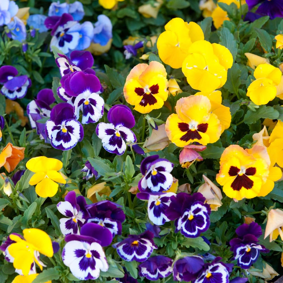 Set 2 Pansy Plants Live, Live Pansies Plant, Assorted Flowers, 4-7 Inc Tall, Solid Bloom Pansy, Colorful Pansies Seedling for Ground Cover, Hanging Basket and Container