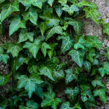 English Ivy Live Plant, 4 Inch Pot, Hardy Green English Ivy Plant for Outdoors Indoors Garden, Potted Vine Plant