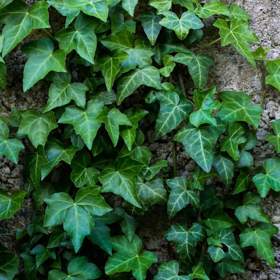 English Ivy Live Plant, 4 Inch Pot, Hardy Green English Ivy Plant for Outdoors Indoors Garden, Potted Vine Plant