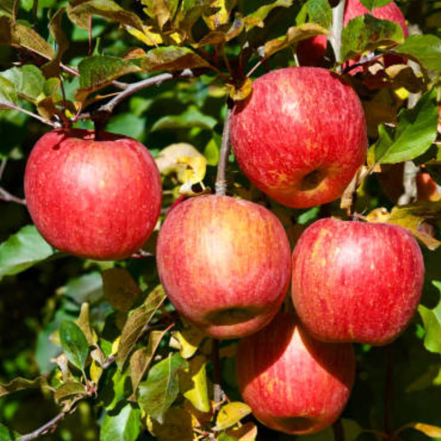 Honey Crisp Apple Tree Live Plant for Planting, 2-3 Feet Height, Apple Plant Live for Planting Outdoor, Apple Fruit Tree Bareroot
