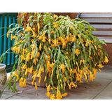 Yellow Thanksgiving Cactus in 4" Pot for Spring Planting, Indoor Outdoor Home Decor