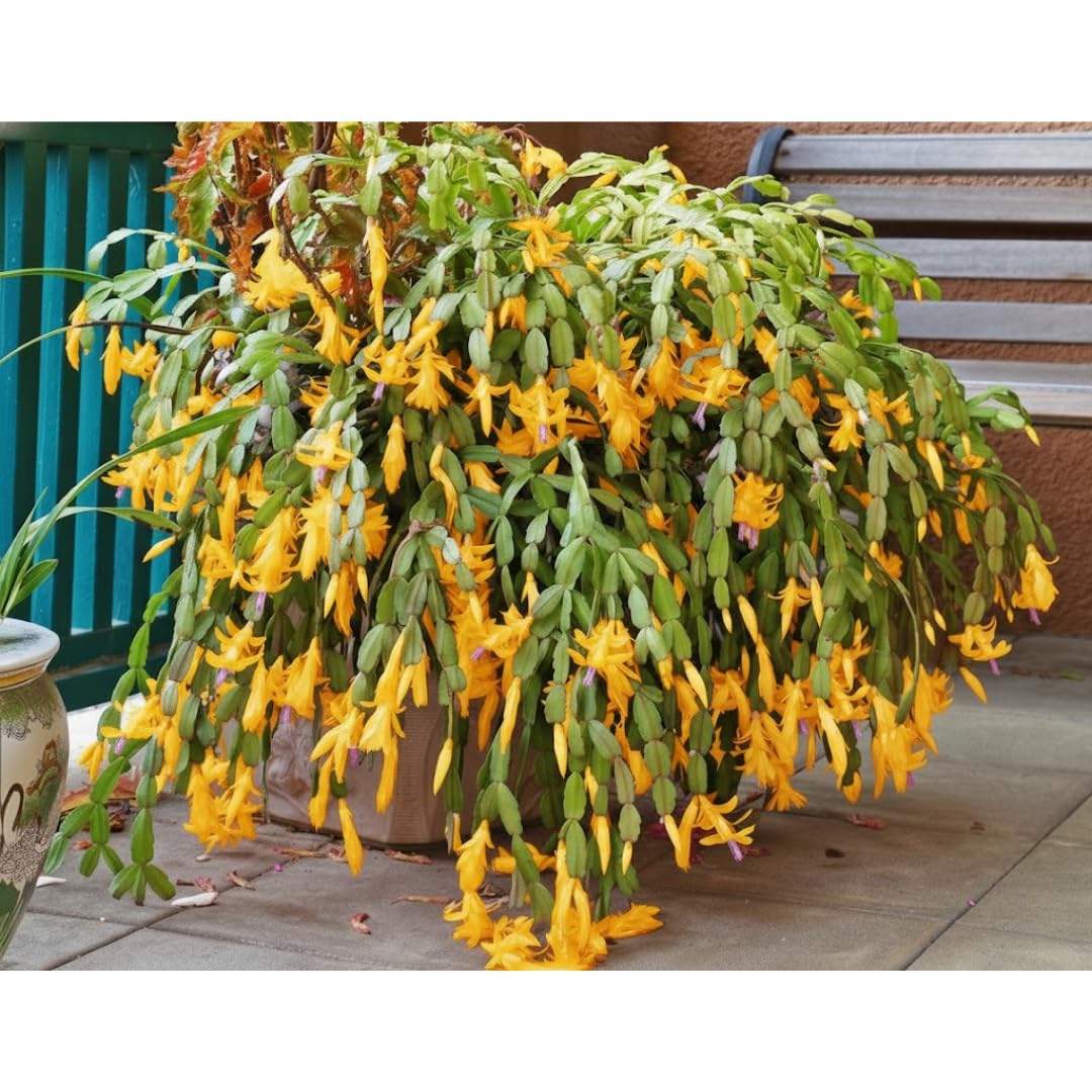 Yellow Thanksgiving Cactus in 4" Pot for Spring Planting, Indoor Outdoor Home Decor
