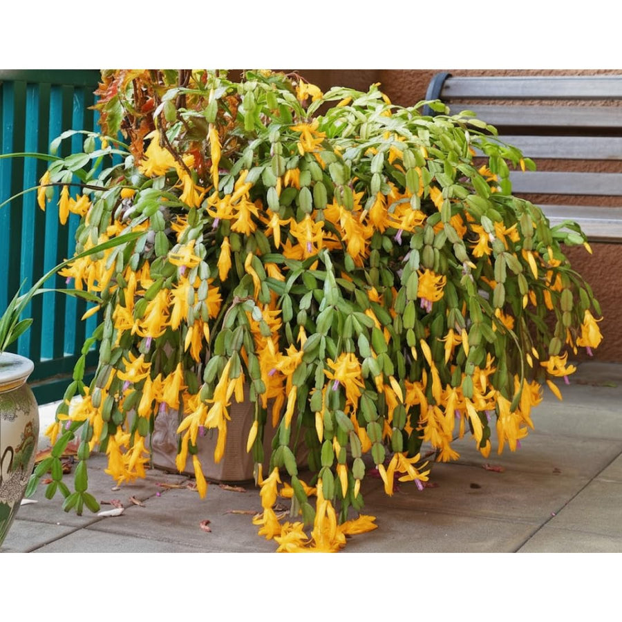 Yellow Thanksgiving Cactus in 4" Pot for Spring Planting, Indoor Outdoor Home Decor