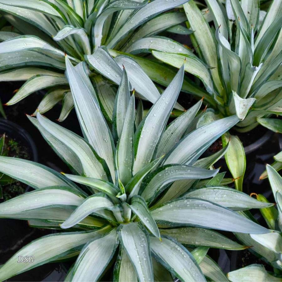 Pack 4 Agave Succulent Plant Live, Small Agave Plants for Garden and Containers, Hardy Ornamental Cactus