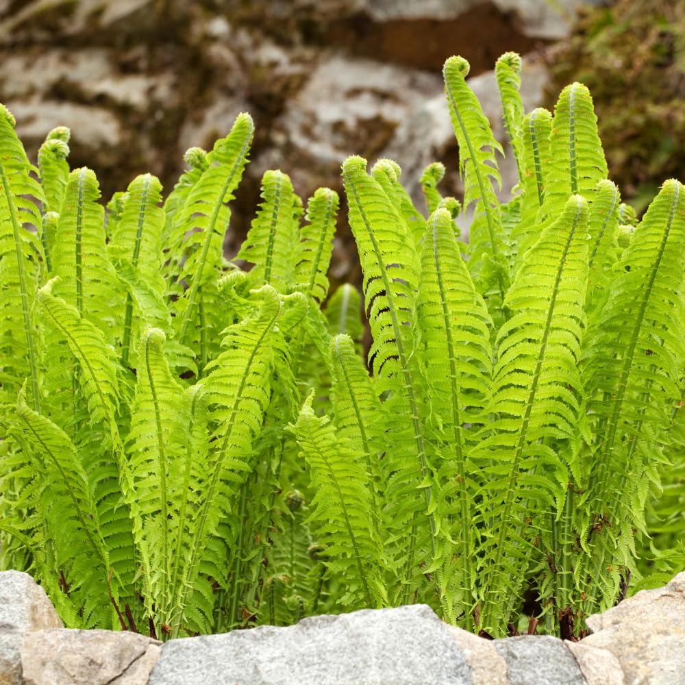 10 Ostrich Fern Roots for Planting, Fern Plants Live for Garden Backyard Ground Cover, 3 to 5 Inc Tall