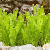 Set 10 Ostrich Fern Plants Roots, Live Fern Plants, Perennial Ground Cover Plant, 10 Roots