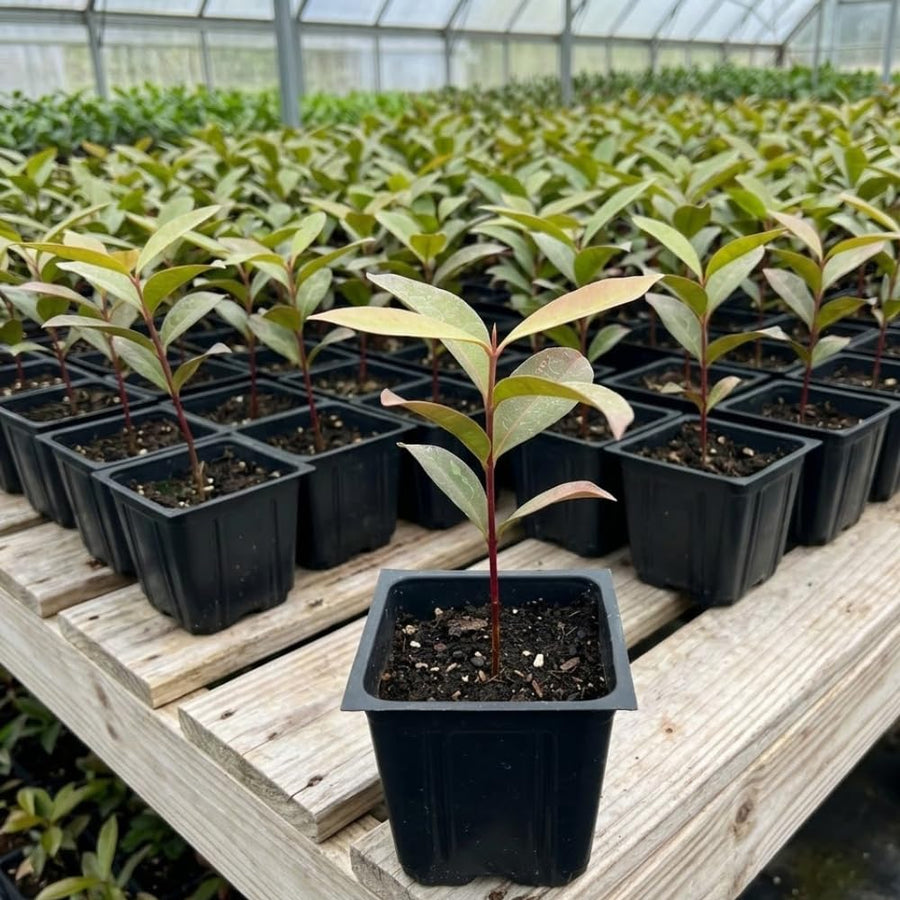 Black Plum Live Plant, Plum Tree, 4-7 Inches Tall in 4 Inch Pot, Black Fruit for Tropical Gardens