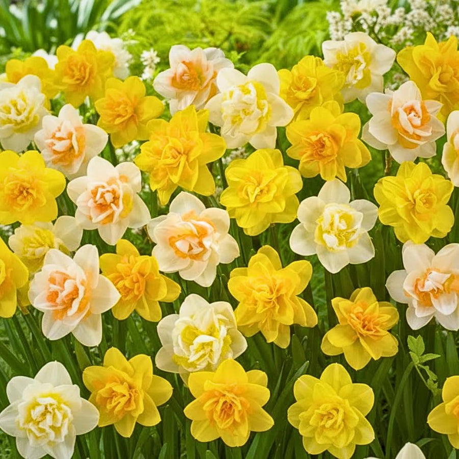 Set of 10 Daffodil Bulbs, Mixed Color Flower, Spring Blooming Flower Bulbs for Outdoor Growing