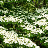Kousa White Dogwood Trees Shrubs Bushes Live Plants in Quart Pot, Dogwood Trees Live Plants for Planting Outside, Flowering Dogwood 6-13 Inc Tall