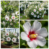 Red White Rose of Sharon Plants Live, Rose of Sharon Tree Live Plant in Quart Pot, 12-18 Inc Tall, Hardy Althea Flowers for Indoor Outdoor Planting