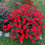 Red Impatiens Live Plant in 4-Inch Pot, Impatiens Plant 3-5 Inch Tall, Flowering Annual for Gardens and Containers