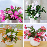 Christmas Cactus Live Plant 4'' Pot, Holiday Blooming Houseplant for Pot, Hanging Baskets, Indoor Outdoor Planting (Mixed Christmas Cactus)