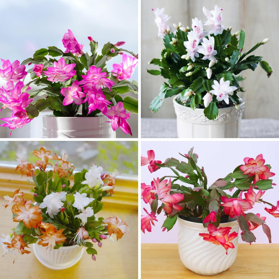 Christmas Cactus Live Plant 4'' Pot, Holiday Blooming Houseplant for Pot, Hanging Baskets, Indoor Outdoor Planting (Mixed Christmas Cactus)
