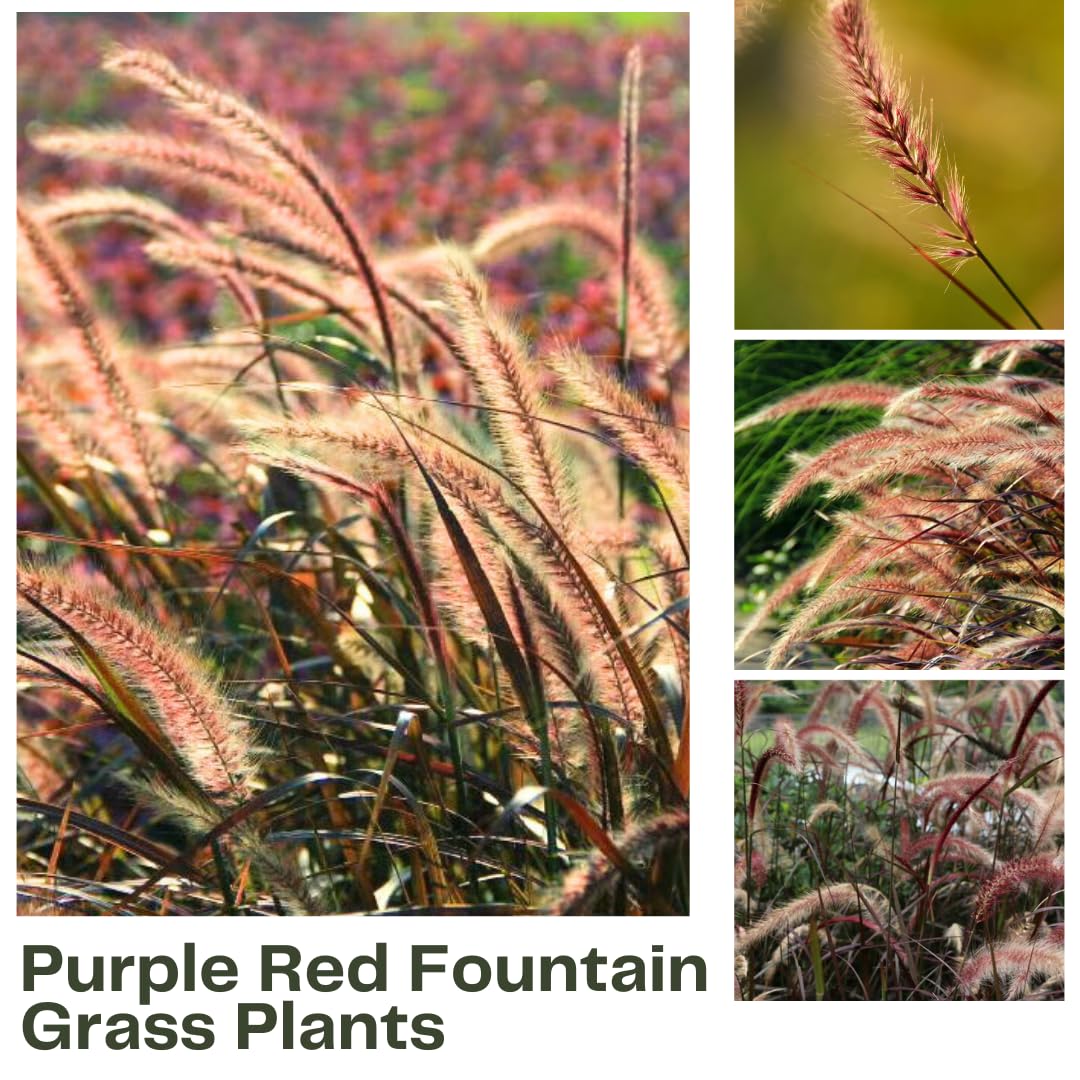 1 Ornamental Grass Plants Live Clumps - 8-12 Inc Tall - Red Purple Fountain Grasses Live Plants Perennial
