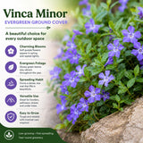 Pack 3 Vinca Minor Plants 4'' Pots, Purple Periwinkle Ground Cover Plants, Trailing Vines for Garden Borders and Landscape