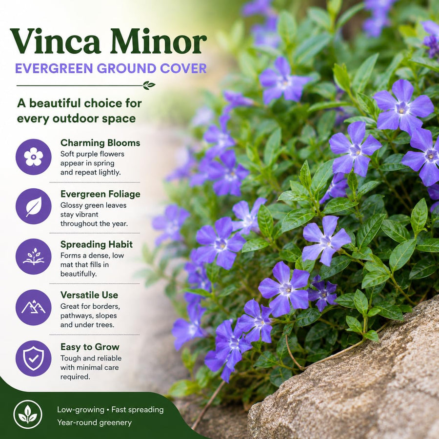 Pack 3 Vinca Minor Plants 4'' Pots, Purple Periwinkle Ground Cover Plants, Trailing Vines for Garden Borders and Landscape