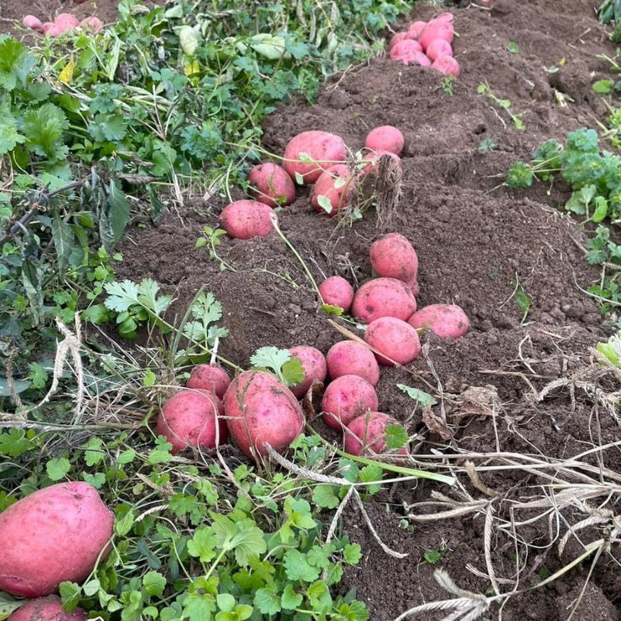 2 Pounds Red Potato Seed Potatoes Bulbs for Planting, Heirloom, High Yields Potato Seeds Live Tuber, Vegetable Plants Gardening