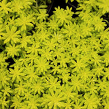Sedum Live Plant in 6 Inches Pot, Sedum Succulents Plants Live, Vibrant Foliage, Indoor Outdoor Houseplant