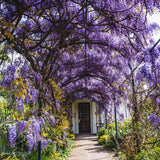 Purple Wisteria Live Plant, 2.5 Inch Pot - 6-12 Inch Tall Flowering Vine, Climbing Wisteria for Garden