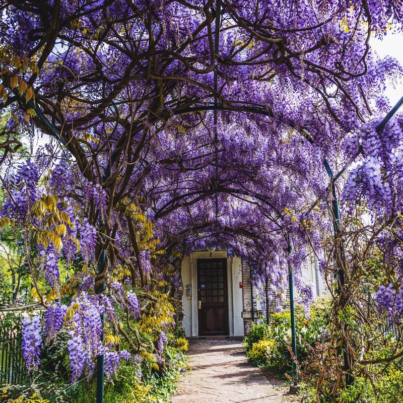 Purple Wisteria Live Plant, 2.5 Inch Pot - 6-12 Inch Tall Flowering Vine, Climbing Wisteria for Garden
