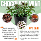 Chocolate Mint Plant, Sweet, Fragrant Mint Plant Live in 3.5'' Pot, Containers and Herb Gardens Growing