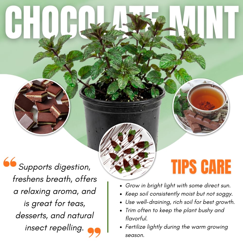 Chocolate Mint Plant, Sweet, Fragrant Mint Plant Live in 3.5'' Pot, Containers and Herb Gardens Growing