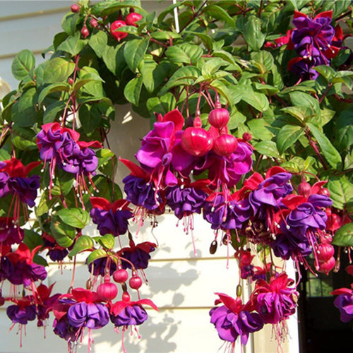 4 Blue Eyes Fuchsia Plants Live, 4 Inches Pot, Fuchsia Plants Live from 4 Inc Tall