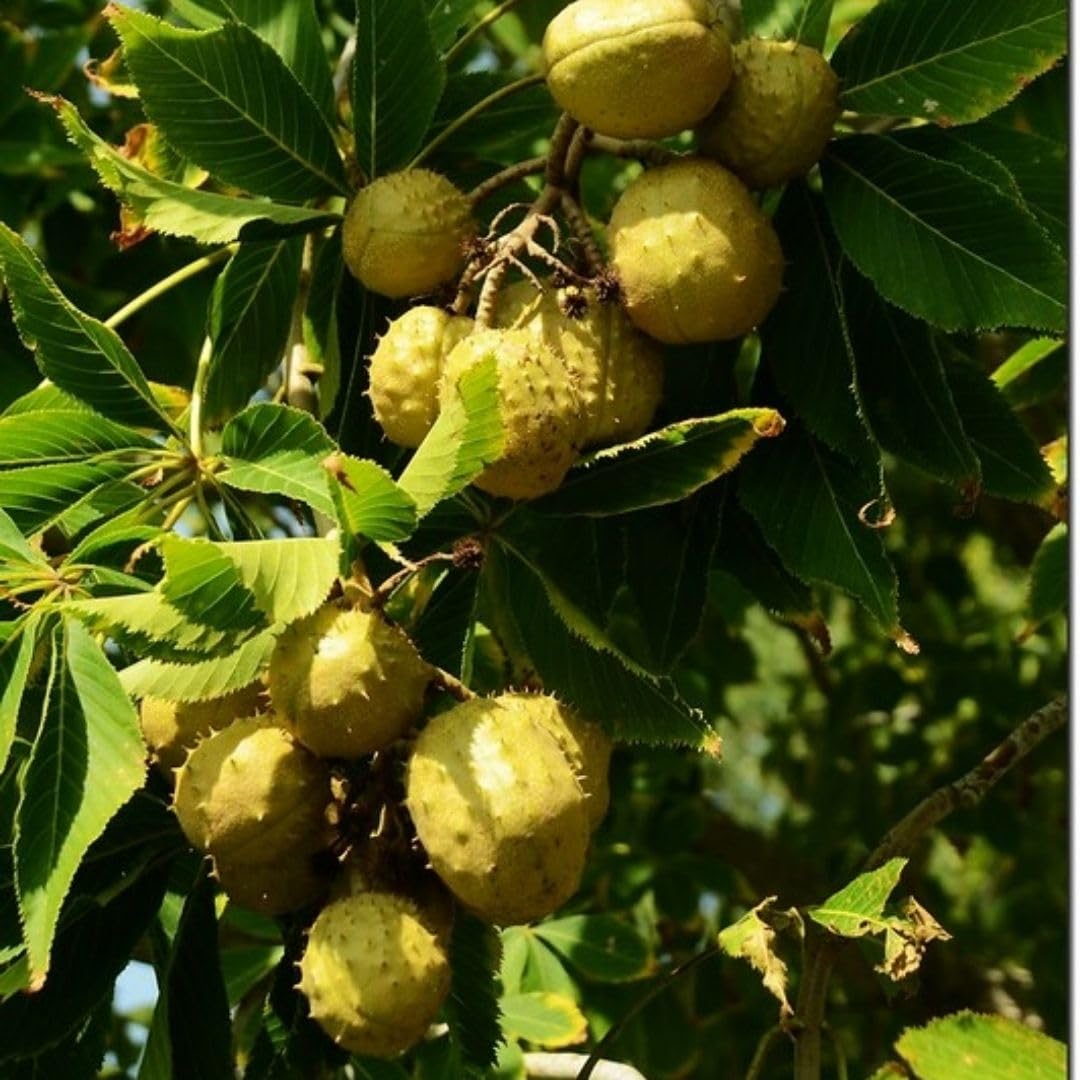 Horse Chestnut Live Tree Plant 4" Pot, Chestnut Plant Live, Hardy Ornamental Large Leaf Deciduous Tree for Garden