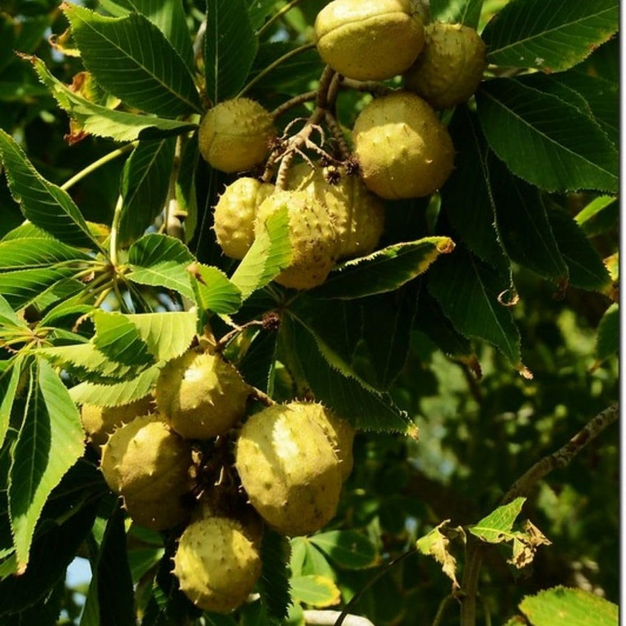 Horse Chestnut Live Tree Plant 4" Pot, Chestnut Plant Live, Hardy Ornamental Large Leaf Deciduous Tree for Garden