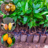 6 Months Old Theobroma Cacao Tree Plant Live, High Yield Cocoa Chocolate Trees Live Plants 8" Tall in Half Gallon Pot, Outdoor Indoor Growing, No CA