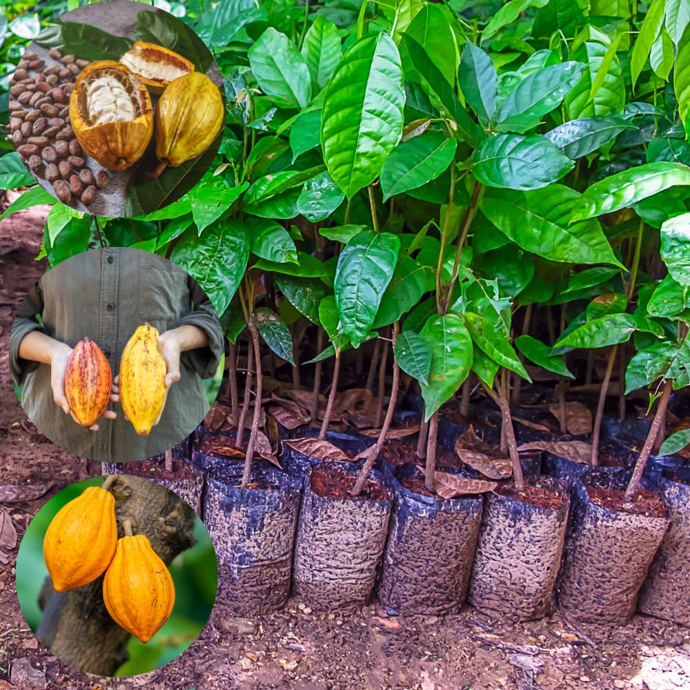 6 Months Old Theobroma Cacao Tree Plant Live, High Yield Cocoa Chocolate Trees Live Plants 8" Tall in Half Gallon Pot, Outdoor Indoor Growing, No CA