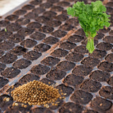 Pack 500 Cilantro Seeds, Cilantro Herb Vegetable, Herb Seeds for Planting and Garden Growing