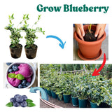 Emerald Blueberry Tree Live Plant Bush in 4" Pot, Sweet and Well-Rooted