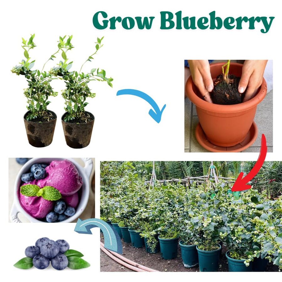 Emerald Blueberry Tree Live Plant Bush in 4" Pot, Sweet and Well-Rooted