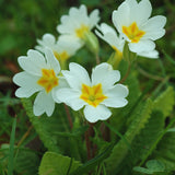 Set 2 White Primrose Plants Live, Hardy Primrose Flower Live Plant from 5'' Long