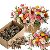 Ranunculus Bulbs, 25 Ranunculus Bulbs, French Peony Style Buttercup Corms, Spring Blooming Garden Flowers, Vibrant Flower Plant (Mix Ranunculus)