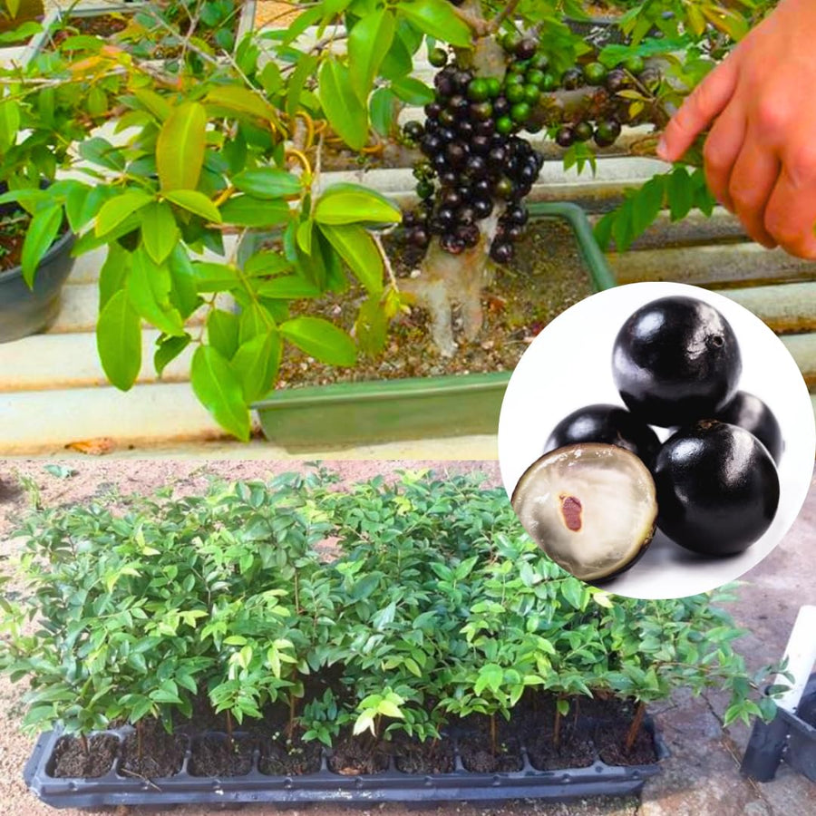 Black Jabuticaba Trees Live Plants, Jaboticaba Plants Live 10-12 Inches for Planting Outside, Brazilian Grape Trees