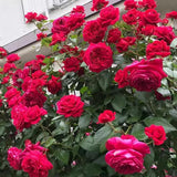 Hot Pink Climbing Rose Live Plant, Fragrant Rose Bush Ready to Plants, Zone 5 to 9, Size 3 to 7 Inches and Bare Root