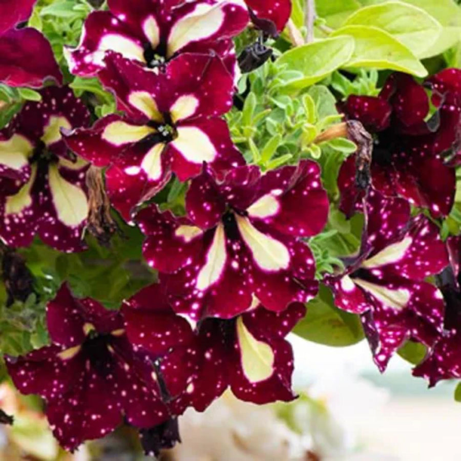 2 Petunia Live Plants, Petunia Flowers, Live Petunias Plants Outdoor Indoor, 5-9 Inch Tall (Random Sky Petunia)