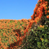 Orange Honeysuckle Plant Live, 8-10 Inches Tall in 4 Inch Pot, Fast Growing Flowering Vine for Outdoor Planting