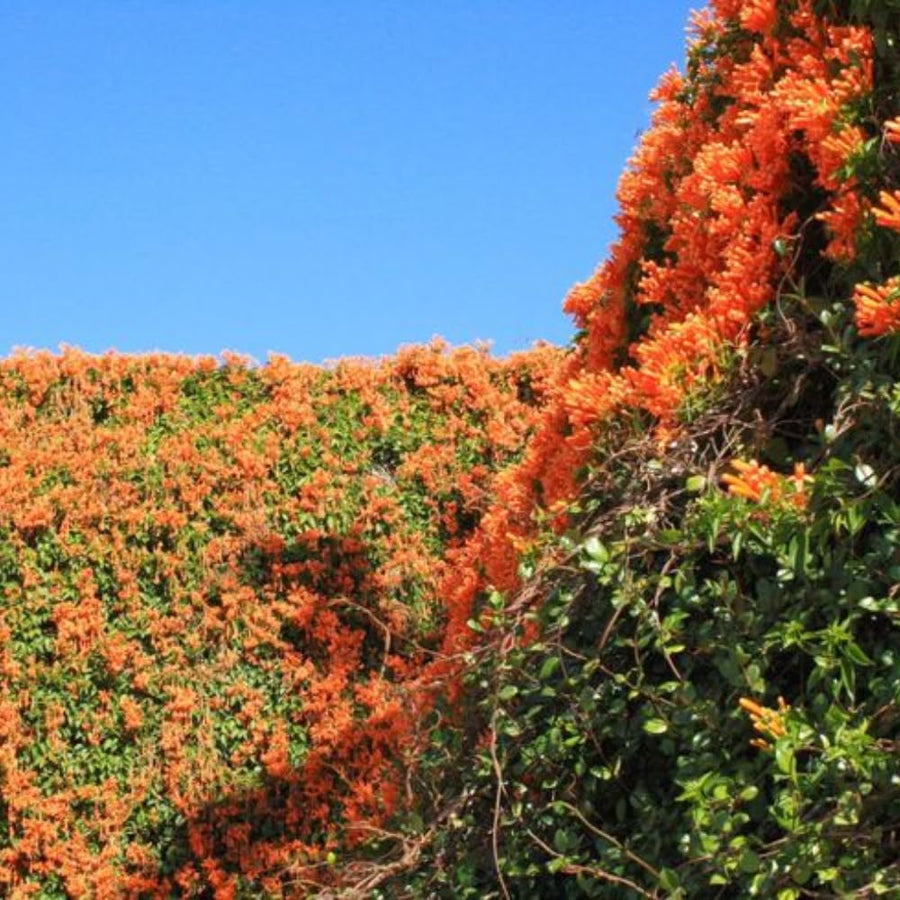 Orange Honeysuckle Plant Live, 8-10 Inches Tall in 4 Inch Pot, Fast Growing Flowering Vine for Outdoor Planting