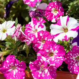2 Pink Petunia Plants Live, Vibrant Flowering Seedlings, 5-9 Inches Tall for Outdoor Spaces, Petunia Flowers
