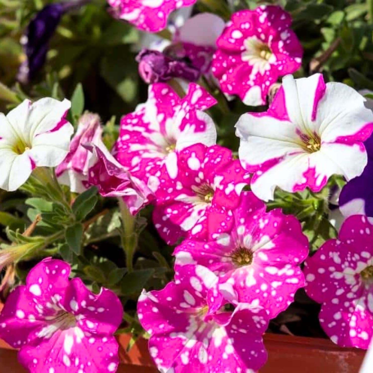 2 Pink Petunia Plants Live, Vibrant Flowering Seedlings, 5-9 Inches Tall for Outdoor Spaces, Petunia Flowers