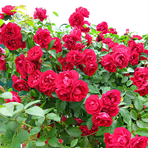 Rose Bush Live Plant - Rose Plant Live Shrub - Bareroot with Soil 5-10 Inch Tall - Fragrant Rose Flowers Heirloom Rose Shrub (Deep Red Pink Rose)