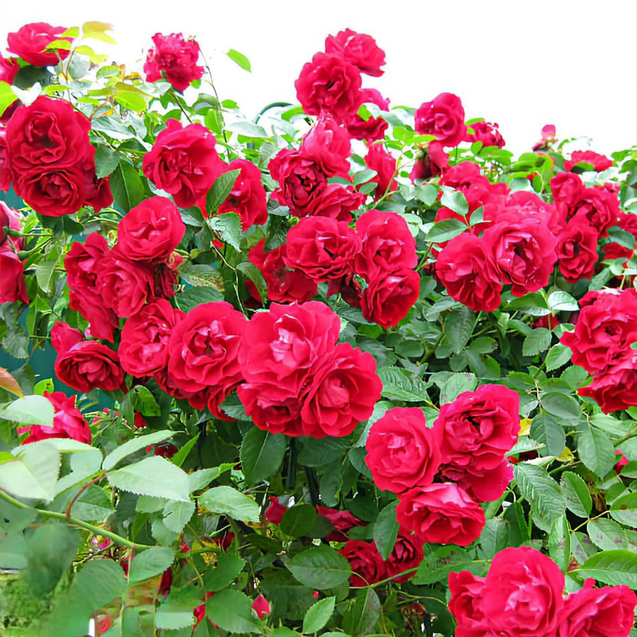 Rose Bush Live Plant - Rose Plant Live Shrub - Bareroot with Soil 5-10 Inch Tall - Fragrant Rose Flowers Heirloom Rose Shrub (Deep Red Pink Rose)