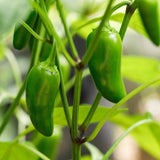 Pack 2 Green Pepper Plants, Live Hot Pepper Seedlings for Planting Outdoor Garden, 4 to 6 Inches Tall