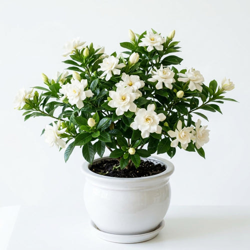 White Gardenia Plant Live, Flowering Jasmine Plant, 7-9 Inches Tall, White Flowering Gardenia Bush for Indoor Outdoor Garden