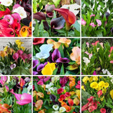 Set of 4 Mixed Calla Lily Bulbs, Calla Lily Bulbs for Planting, Vibrant Blooming Flowers for Garden Beds, Patio Pots, Balcony Planters, and Indoor Growing